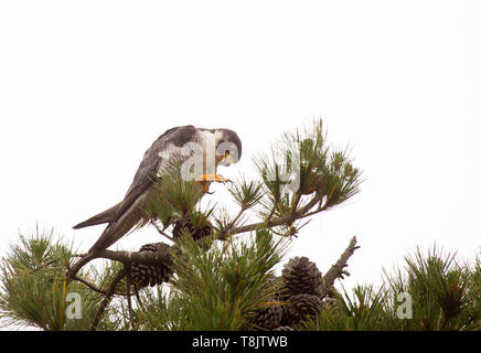 Falco pellegrino adulto appollaiato sulla cima di Pino Foto Stock