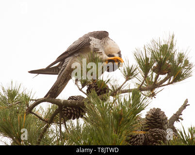 Falco pellegrino adulto appollaiato sulla cima di Pino Foto Stock