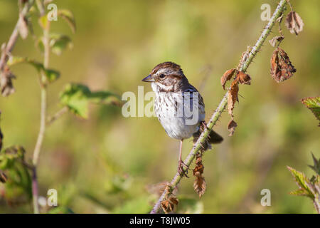Passero cantore Foto Stock