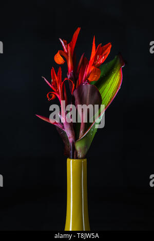 Canna indica fiore in un vaso di colore giallo Foto Stock