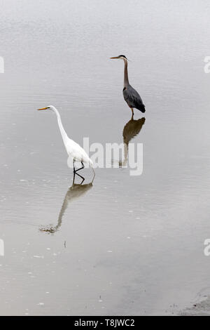 Un Airone bianco maggiore, Ardea alba e un grande airone cenerino, Ardea Erodiade, insieme in una palude salata. Edwin B. Forsythe National Wildlife Refuge, New Jersey, U Foto Stock