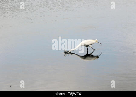 Un Airone bianco maggiore, Ardea alba, caccia in una palude salata. Edwin B Forsythe National Wildlife Refuge, New Jersey, STATI UNITI D'AMERICA Foto Stock