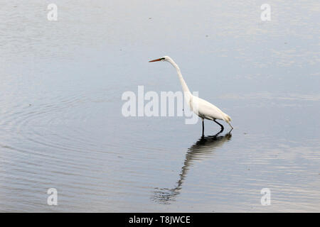 Un Airone bianco maggiore, Ardea alba, caccia in una palude salata. Edwin B Forsythe National Wildlife Refuge, New Jersey, STATI UNITI D'AMERICA Foto Stock