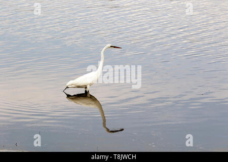 Un Airone bianco maggiore, Ardea alba, caccia in una palude salata. Edwin B Forsythe National Wildlife Refuge, New Jersey, STATI UNITI D'AMERICA Foto Stock