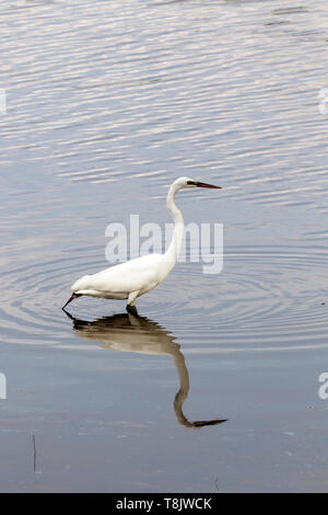 Un Airone bianco maggiore, Ardea alba, caccia in una palude salata. Edwin B Forsythe National Wildlife Refuge, New Jersey, STATI UNITI D'AMERICA Foto Stock