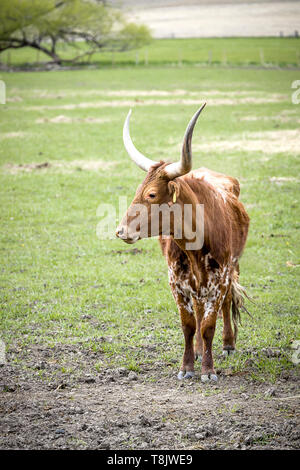 Una chiusura di Longhorn mucca in un campo erboso vicino Steptoe, Washington. Foto Stock