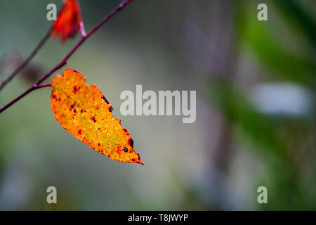 Colorato foglia di eucalipto in Australian Bush retro illuminato dal sole, bordi mangiati da insetti Foto Stock