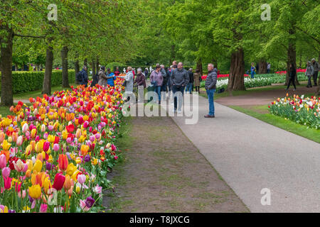 Giardini Keukenhof turisti - Lisse Paesi Bassi - turismo tulipani - multi-colore di tulip aiuole di fiori - tulip fiori Foto Stock