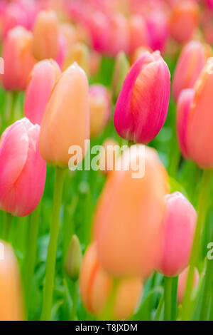 Rosa e Arancio tulipani & tulip letto - Giardini Keukenhof - fiori di primavera in Olanda - i tulipani nei Paesi Bassi - Tulipa specie - famiglia Liliaceae Foto Stock