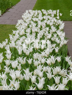 Tulipani Bianco & tulip letto - Giardini Keukenhof - fiori di primavera in Olanda - i tulipani nei Paesi Bassi - Tulipa specie - famiglia Liliaceae Foto Stock