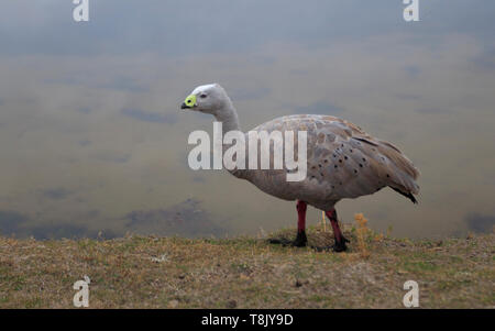 Un capo sterile, oca Cereopsis novaehollandiae sulla costa est della Tasmania, Australia Foto Stock