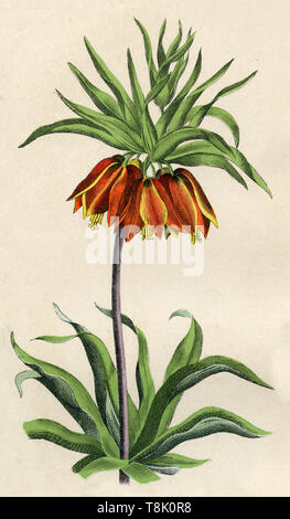 La corona imperiale, fritillary imperiale o Kaiser a corona imperialis fritillaria, (, ) Foto Stock