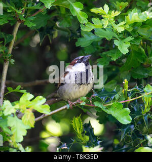 Maschio adulto casa passero appollaiate su un ramo in una siepe di biancospino in cerca di cibo in un giardino in Alsager Cheshire England Regno Unito Regno Unito Foto Stock