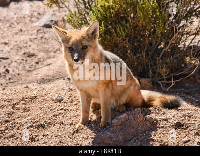 Culpeo (Lycalopex culpaeus), Andino fox nel deserto, San Pedro de Atacama, Cile Foto Stock