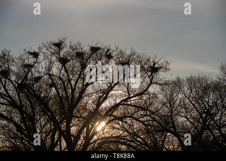 Silhouette di un airone blu rookery al tramonto con il sole che tramonta dietro la struttura ad albero Foto Stock