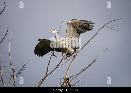 Airone blu o Ardea erodiade atterraggio su un ramo di albero in una giornata di vento Foto Stock