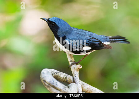 Nero-throated trillo blu in primavera Foto Stock