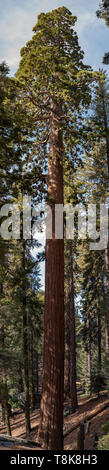 Panorama Sequoiadendron giganteum (Sequoia gigante) nel Parco Nazionale di Sequoia Foto Stock