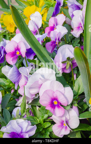 Una chiusura immagine di uno spray di giardino pansies con una moltitudine di colori sul display Foto Stock