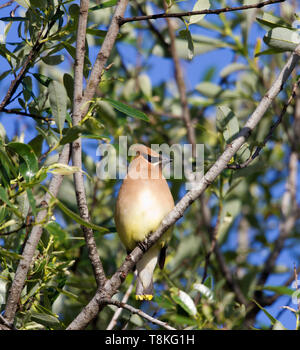 Beccofrusone dei Cedri Foto Stock