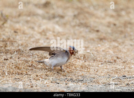 American Cliff Swallow Foto Stock