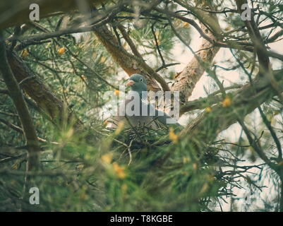 Comune Piccione di legno su Nestle su albero di pino Foto Stock