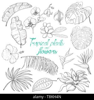 Impostare isolate di piante tropicali e fiori. Illustrazione di vettore per il tuo design Illustrazione Vettoriale