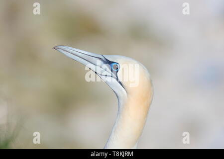 Un Gannett che ha gli occhi neri invece del normale bianco. Foto Stock