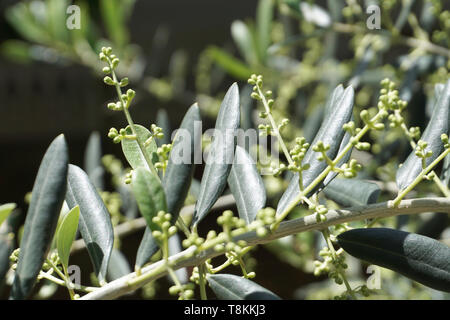 Green brunch di olivo Olea europaea con molti giovani di olive verdi boccioli di frutta Foto Stock