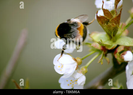 Striped Bumble Bee raccoglie il nettare su blooming melo Foto Stock