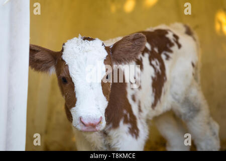 Neonato Red Holstein MRI di vitello, l'agricoltura nei Paesi Bassi Foto Stock