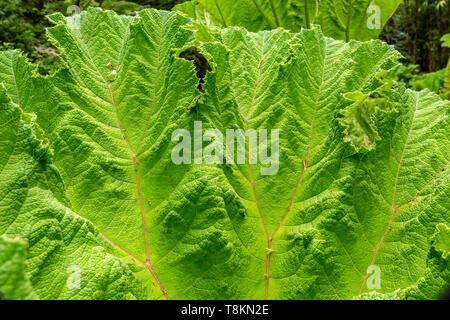 Fotografia a colori in formato paesaggio di rabarbaro gigante Gunnera foglia (Gunneraceae) close-up. Branksome giardini, Poole, Dorset, Inghilterra. Foto Stock