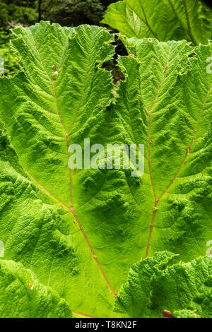 Fotografia in formato ritratto di rabarbaro gigante Gunnera foglia (Gunneraceae) a colori. Branksome giardini, Poole, Dorset, Inghilterra. Foto Stock