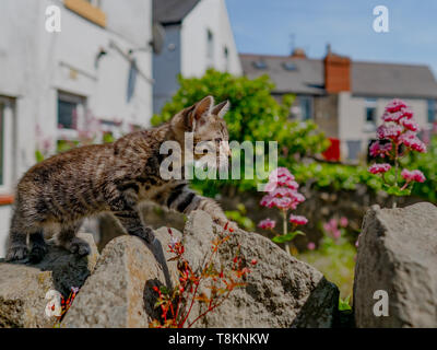 Carino piccolo tabby kitten esplorare al di fuori nel giardino in un giorno di estate Foto Stock