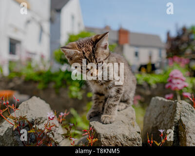 Carino piccolo tabby kitten esplorare al di fuori nel giardino in un giorno di estate Foto Stock