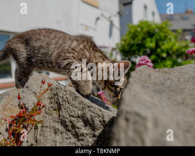 Carino piccolo tabby kitten esplorare al di fuori nel giardino in un giorno di estate Foto Stock