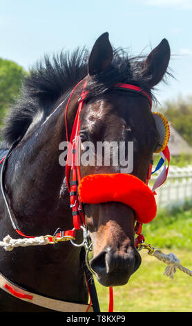 Ritratto di un cavallo purosangue. Foto Stock