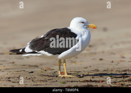 Pacific Gabbiano, Larus pacificus, in piedi su una spiaggia di sabbia vicino a Hastings Tasmania Australia. Foto Stock