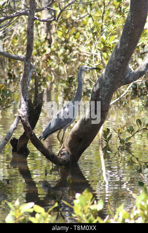 Di fronte bianco Heron bush australiano uccello in acqua poco profonda Foto Stock