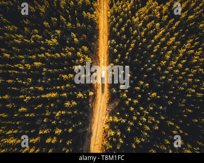 La trazione a quattro ruote motrici la guida attraverso la foresta di pini vicino Taradale & Laurel Hill, montagne innevate, Nuovo Galles del Sud Foto Stock