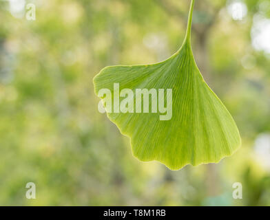Foglie di ginkgo biloba o maidenhair tree all'aperto Foto Stock