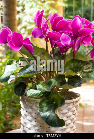 Ciclamino fiori in un cesto su sfondo naturale Foto Stock