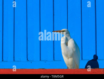 Eastern Airone bianco maggiore, Ardea modesta, in piedi contro un legno blu sullo sfondo della parete vicino alla flotta da pesca a St Helens wharf precinct sulla baia di Fi Foto Stock
