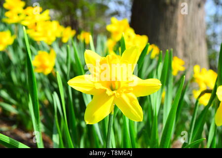 Daffodils dorato fiori Foto Stock