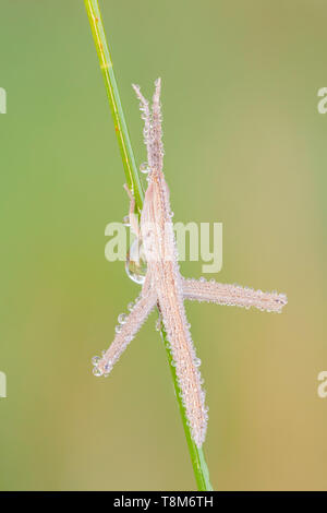 Una sottile rugiada coperte di stuzzicadenti immaturi Grasshopper Mermiria (Gruppo) posatoi su una lama di erba. Foto Stock