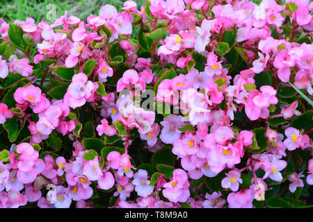 Rosa begonie tuberose fiori (Begonia tuberhybrida) in giardino Foto Stock