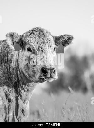 Ritratto di una Charolais beef cow della testa e del collo con sfondo sfocato e lo spazio negativo al di sopra di Foto Stock