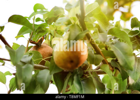 Farfalla posata su pear tree in giardino Foto Stock