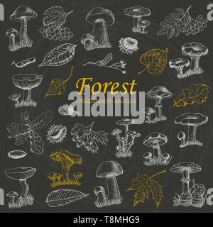 Set di bosco isolato piante e funghi su sfondo nero. Illustrazione di vettore per il tuo design Illustrazione Vettoriale