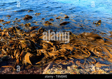 Foresta di Kelp fronde lavato fino sulle rocce a bassa marea sulla costa Est della Tasmania Australia con chiare acque blu Foto Stock